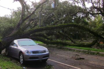 l'albero caduto che blocca l'auto rende il ritiro del veicolo difficoltoso